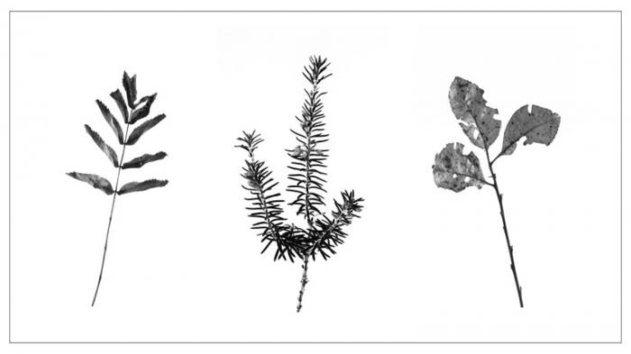 Winter Foliage on a white background (Triptych)