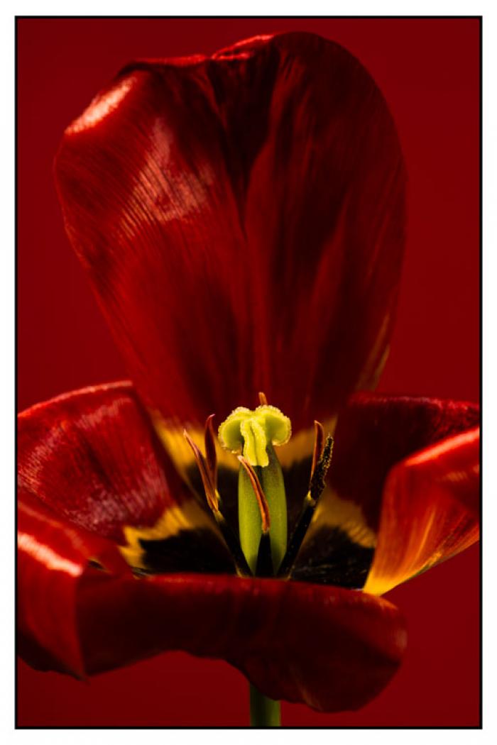 Tulipa 'Apeldoorn' abstract on a burgundy background