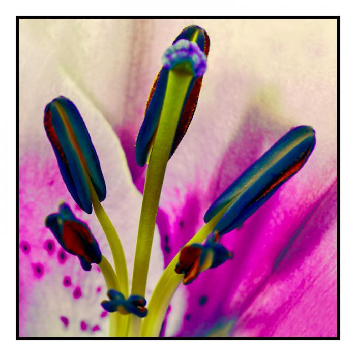 Purple Lily, macro abstract