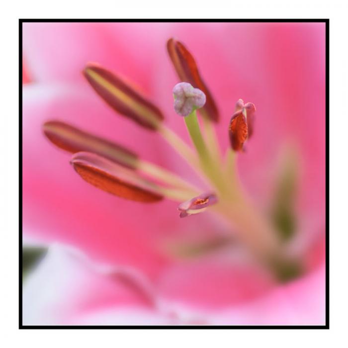 Pink Lily, macro abstract