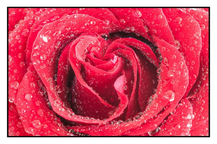 Water misted Red Rose abstract