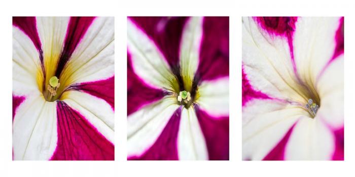 Petunia, macro (Triptych)