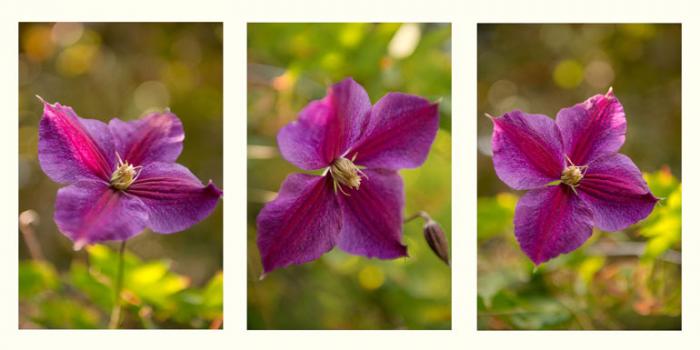 Purple Clematis, summer bokeh (Triptych)