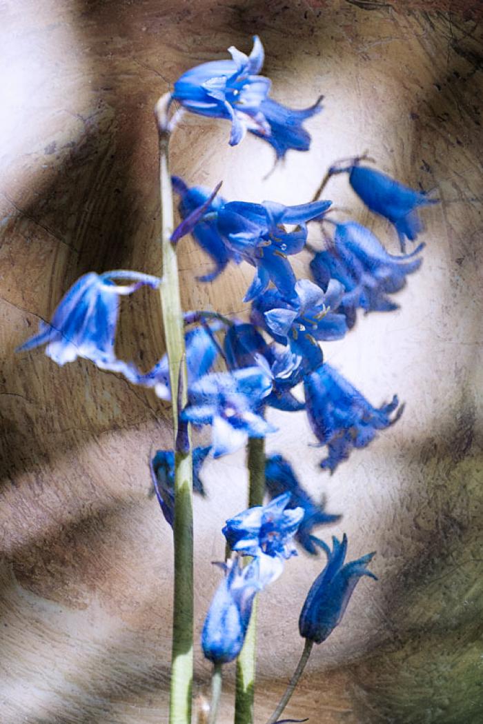 Wild Bluebells on a texture