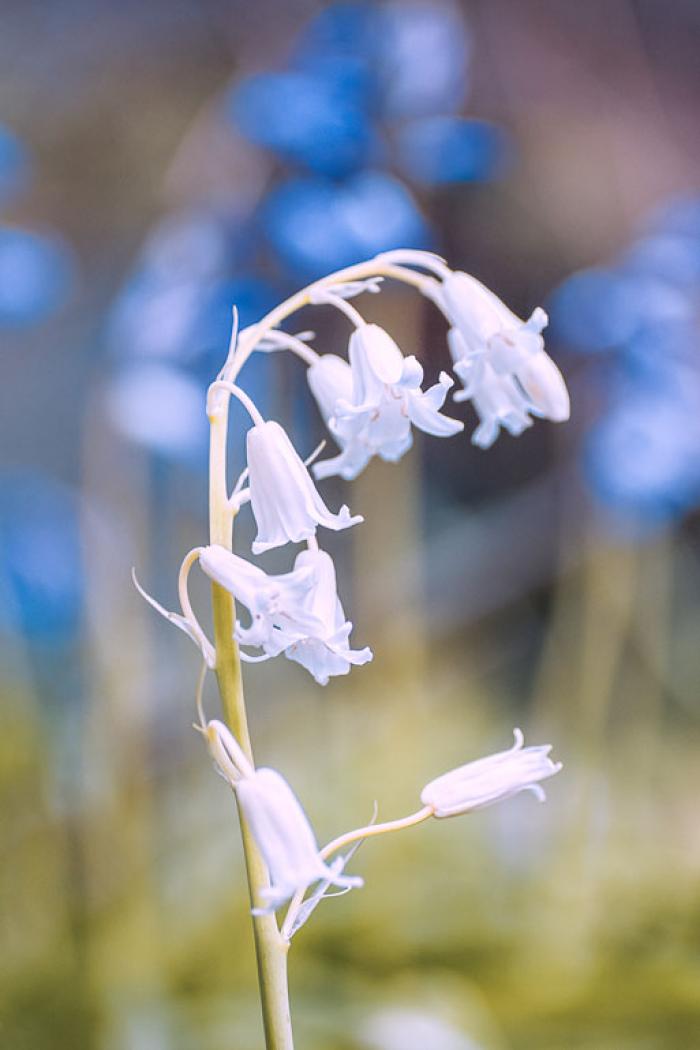 White Bluebell surrounded by blues