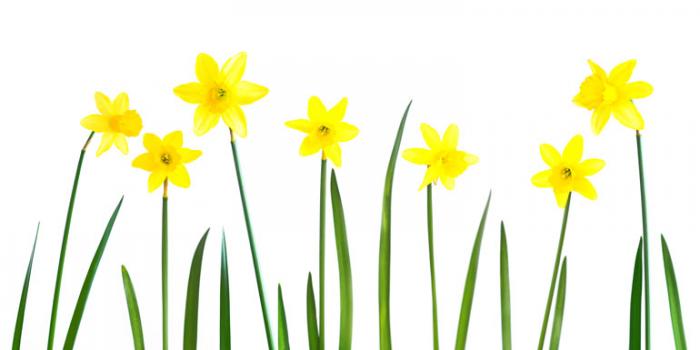 A host of golden Miniature Daffodils