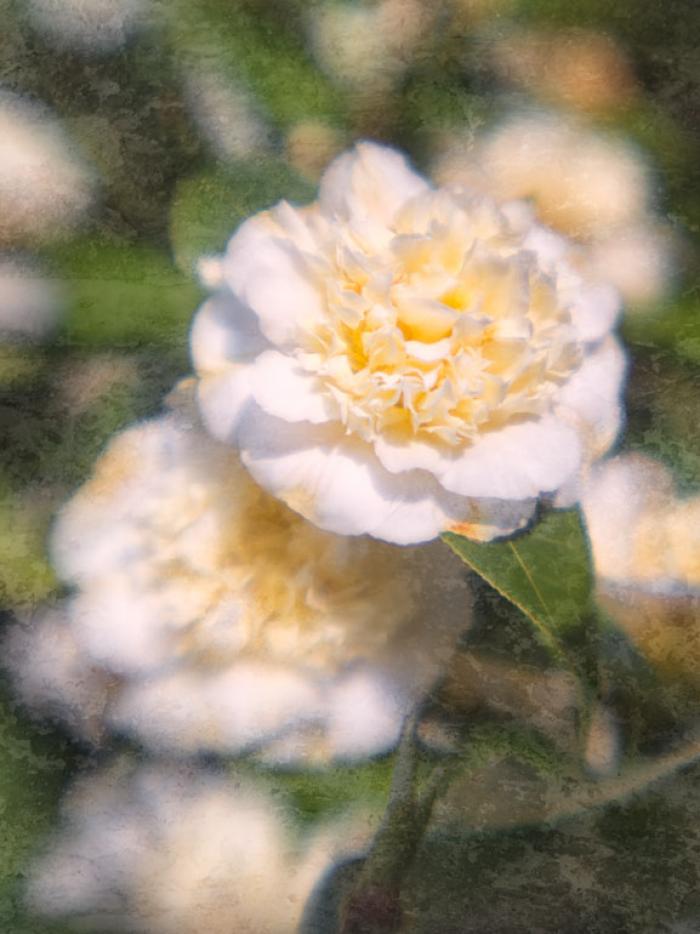 'Jury's Yellow' Camellia Williamsil on a texture
