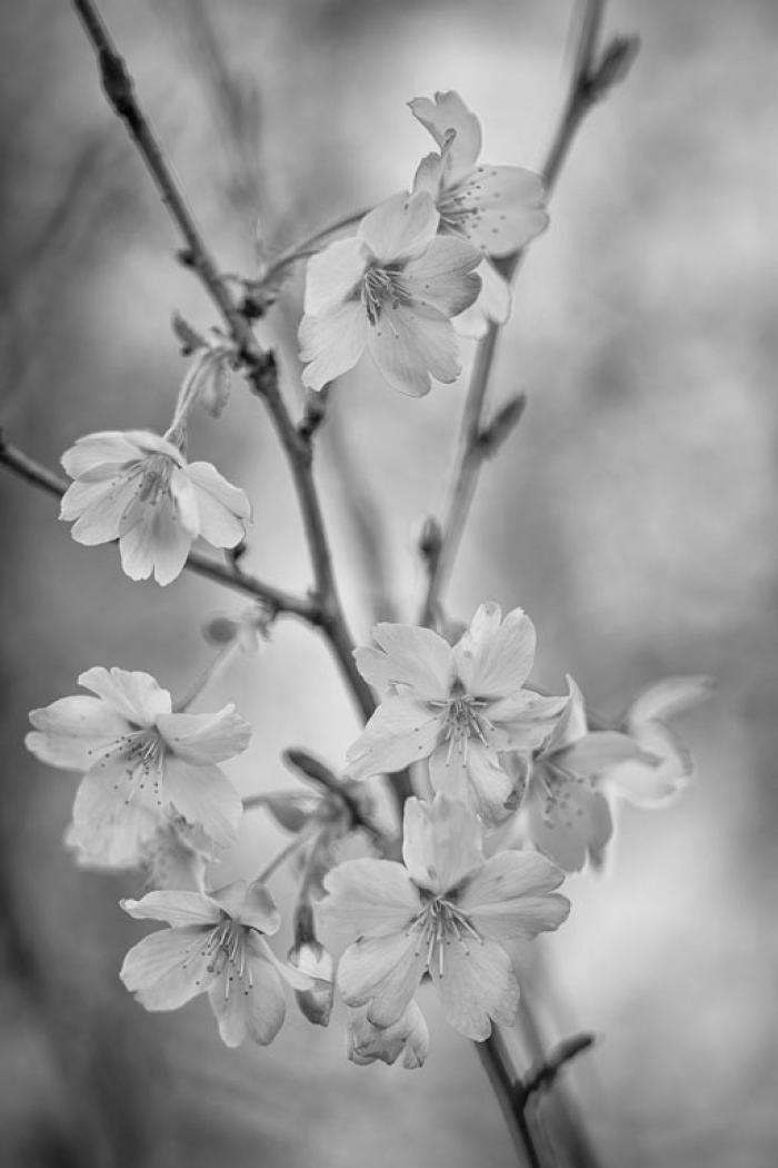Backlit, Spring Blossoms