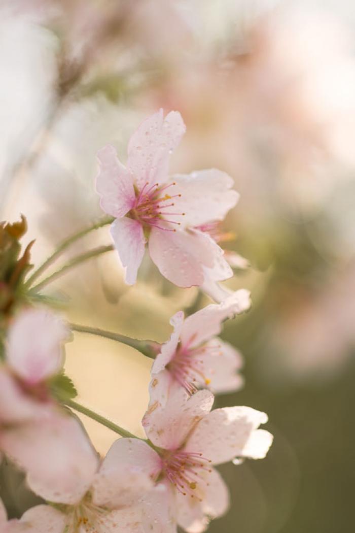 Soft and dreamy spring blossoms  