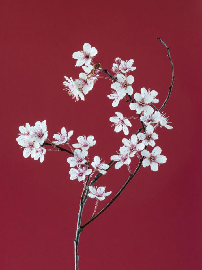Water misted Almond Blossom on a burgundy background 