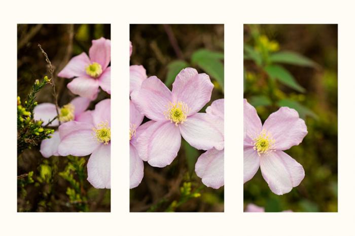 Clematis Montana 'Continuity' Triptych