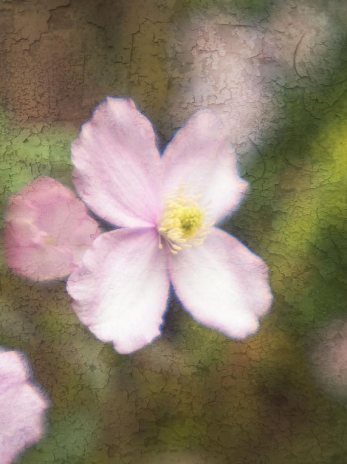 Clematis Montana 'Continuity' on a texture 