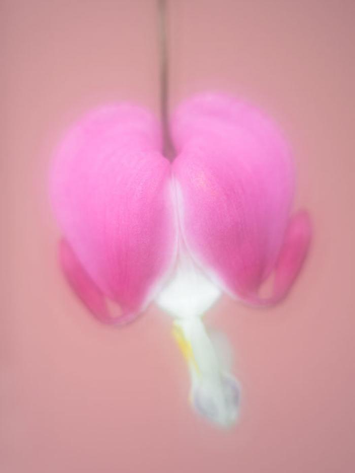 Soft focus Bleeding Heart Fuchsia on a pink background