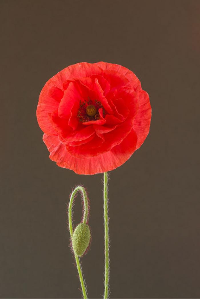 Red Poppy on a brown background