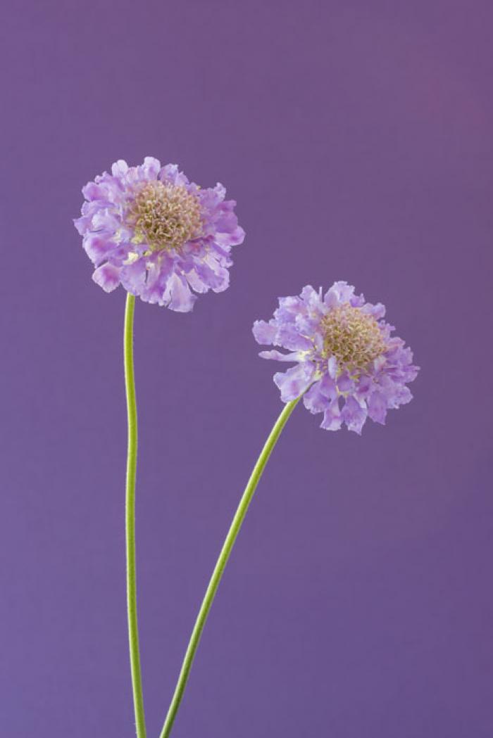 Scabiosa 'Pincushion Flowers' on a lilac background