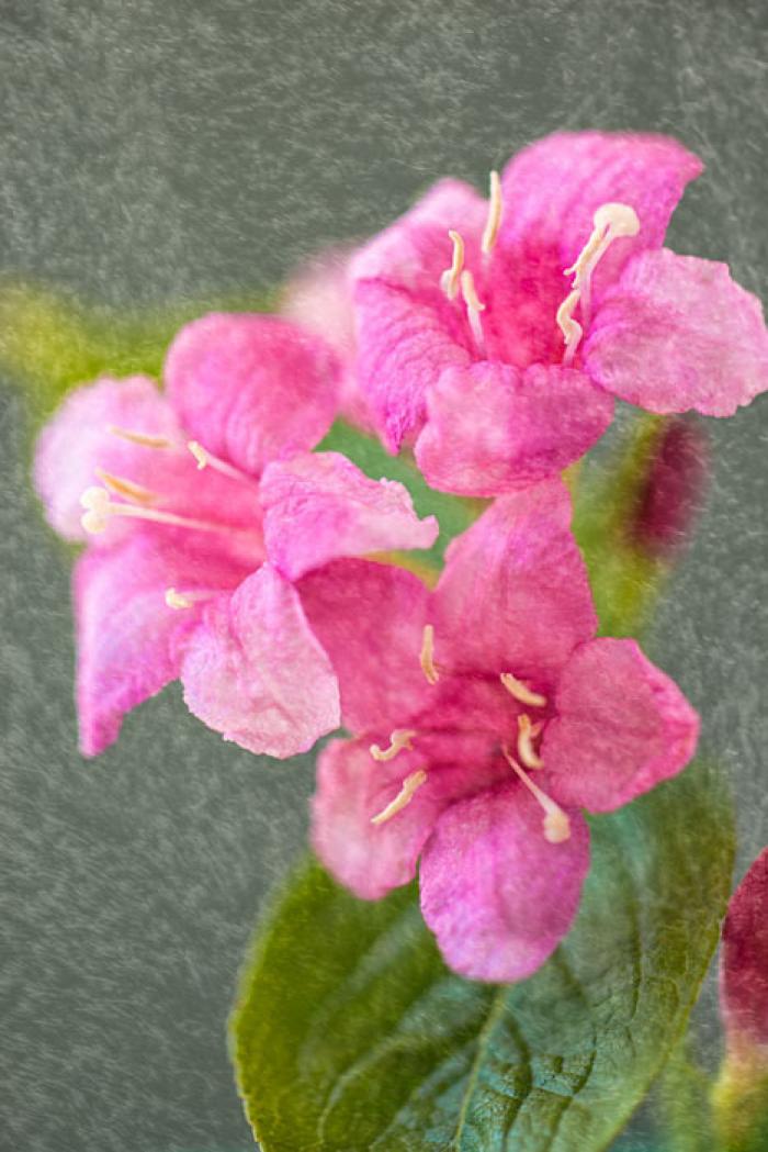 Pink Spring Blossoms on a textured background