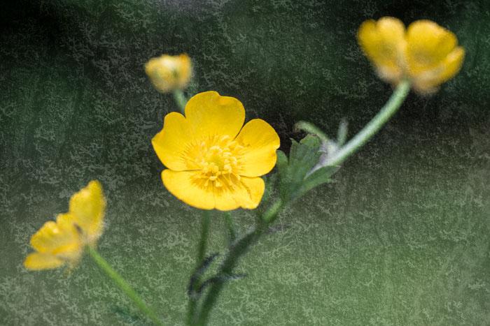 Buttercups on a texture