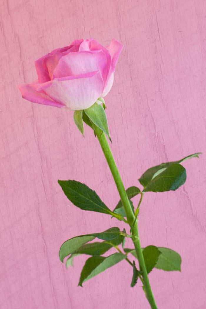 Pink Rose on a textured background