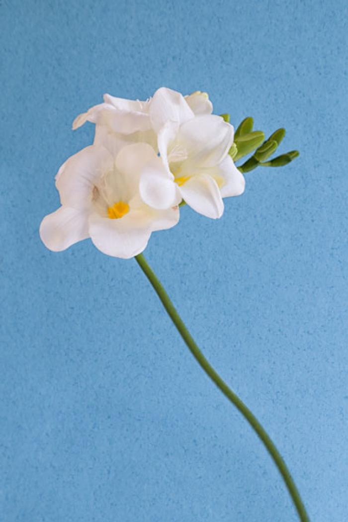 Freesia on a light blue textured background