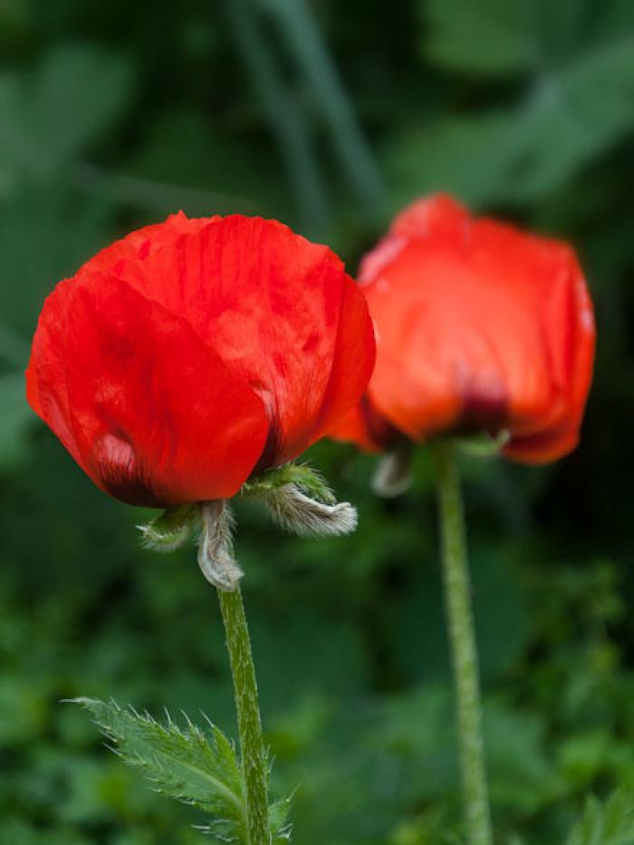 Closed red Poppies 