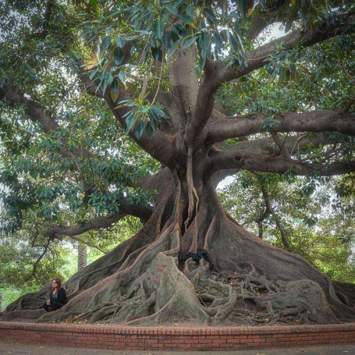 Old Tree and roots, Buenos Aires, Argentina