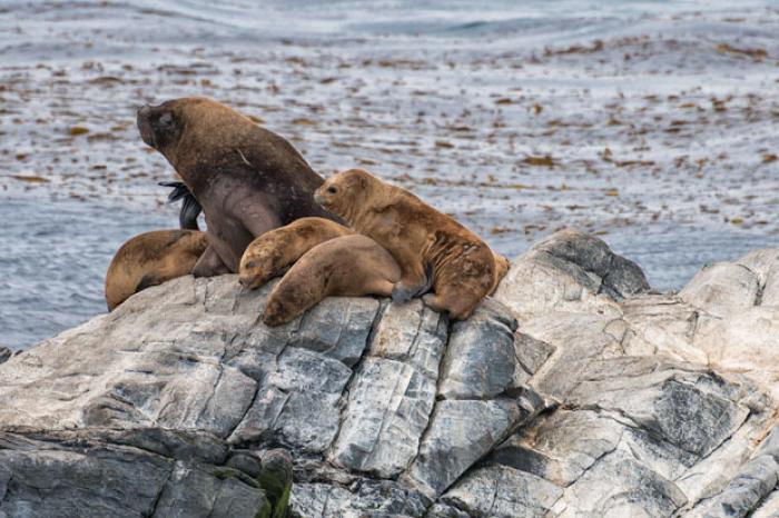 Sea Lion and Pups, Beagle Channel, Argentina