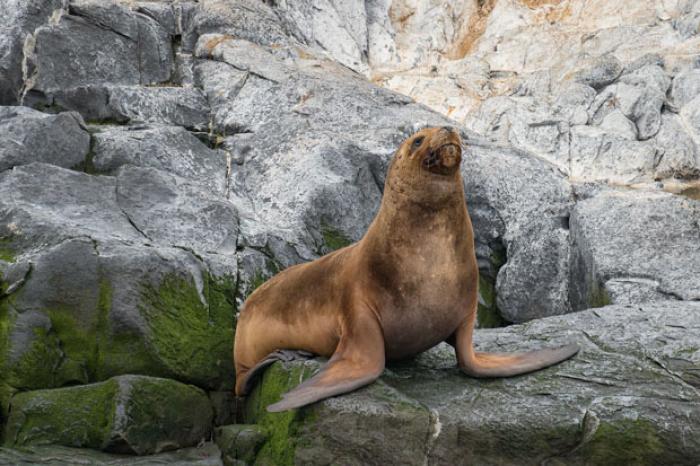Lone Sea Lion, Isla de Los Lobos, Beagle Channel