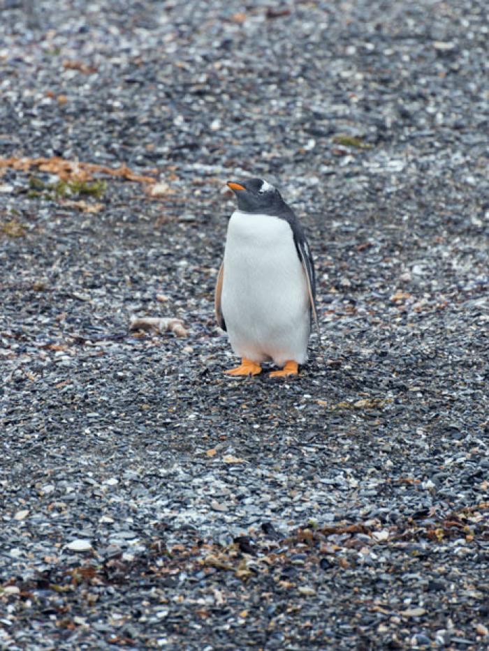 Lone Penguin, Isla Martillo, Beagle Channel