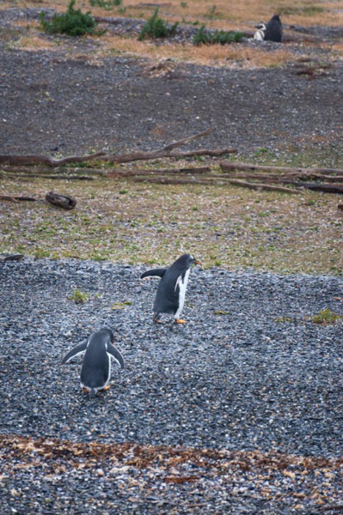A game of chase, Isla Martillo (Penguin Island)