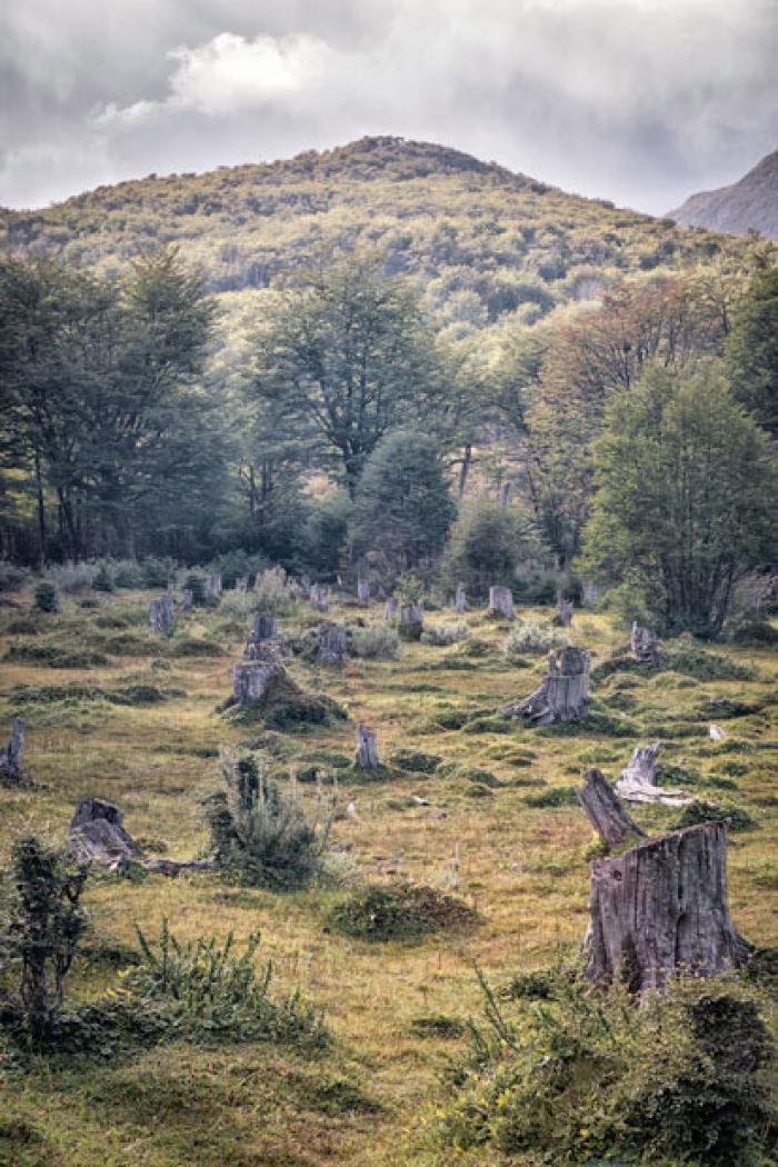 Tree graveyard, Tierra del Fuego, Argentina