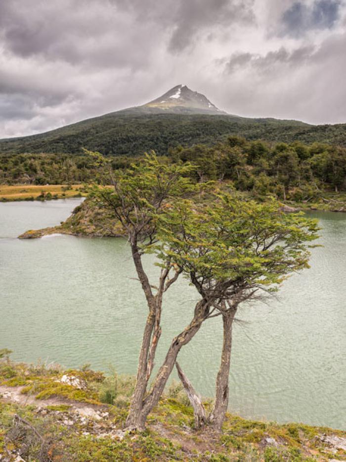 Condor Mountain and Trees, Tierra del Fuego