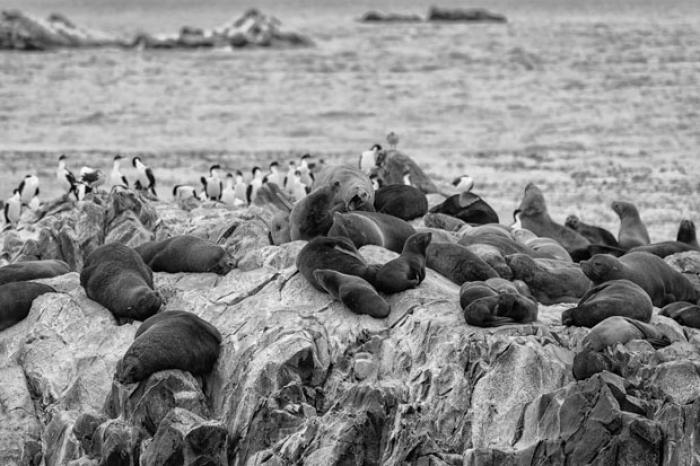 Sea Lions and Gulls on the Isla de los Lobos