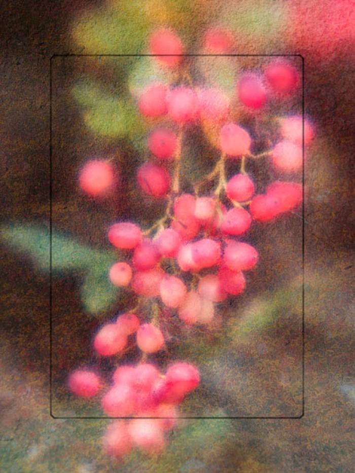 Winter Berries on a texture