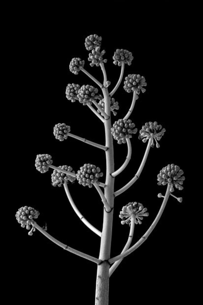 Fatsia Japonica Seed Pods on a black background