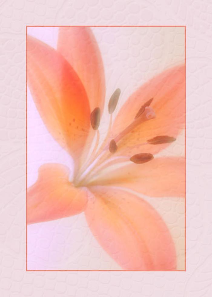 Lily on a texture
