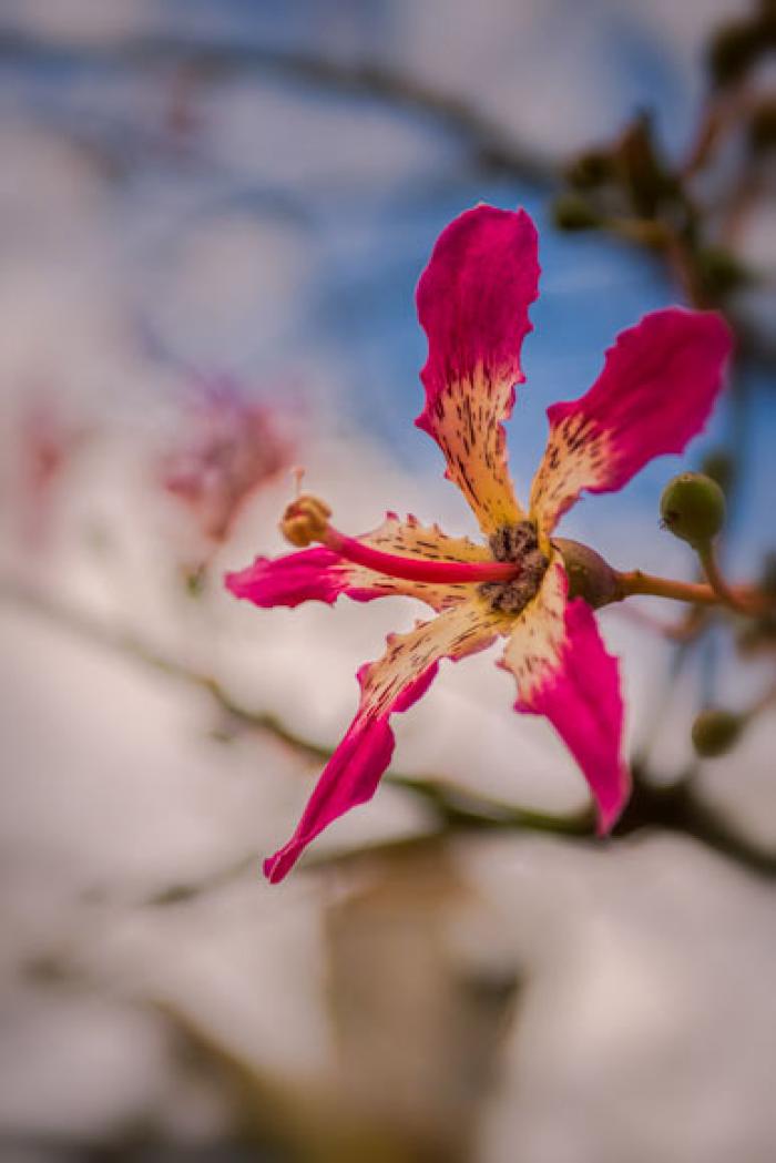 Silk Floss Tree Blossom