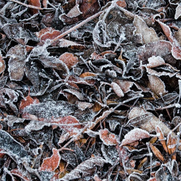 Frosted fallen winter Leaves