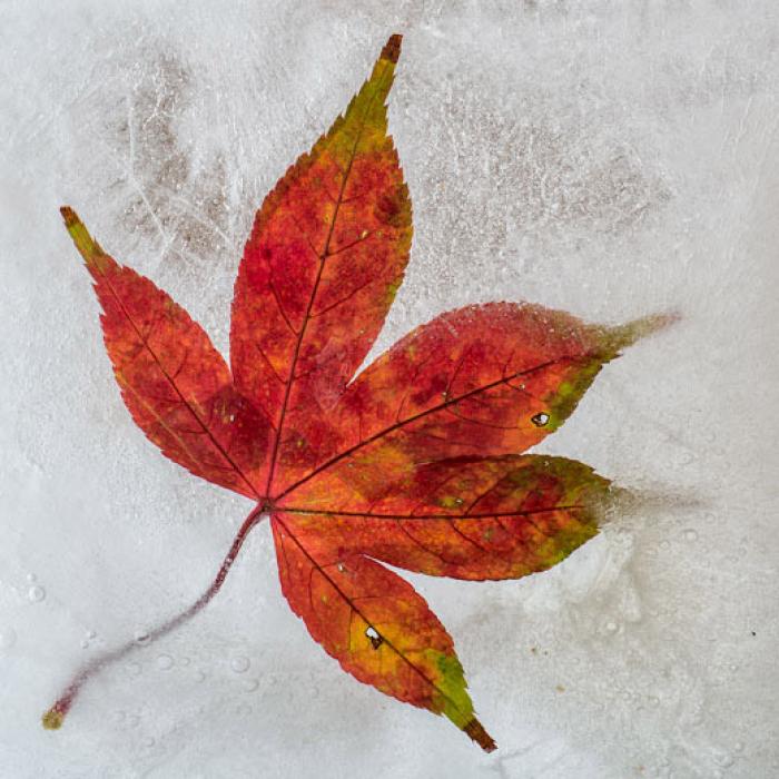 Autumn Leaf frozen in ice.