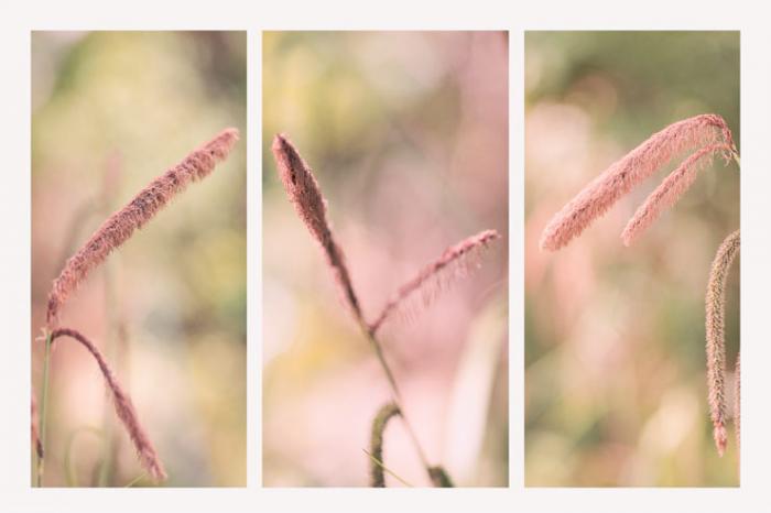 Tall Summer Grasses (Triptych)
