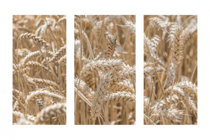 Winter Wheat (Triptych)