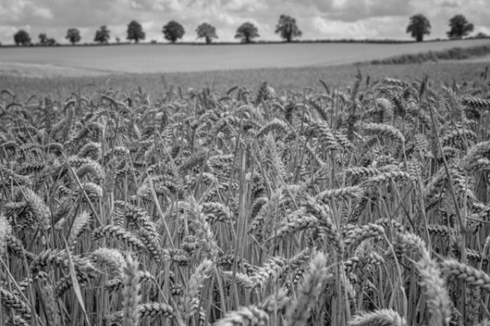 Rutland wheat field