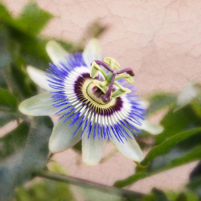 Blue Passion Flower on a texture