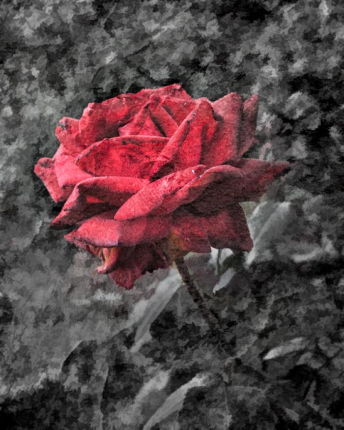 Battered red Rose
