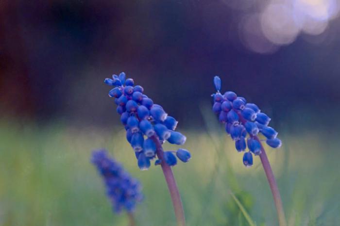 Grape Hyacinths in the early spring sun