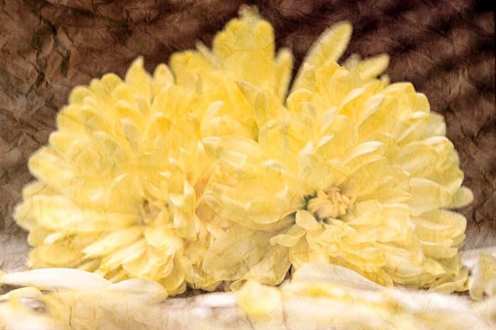 Fallen Chrysanthemums on a textured background