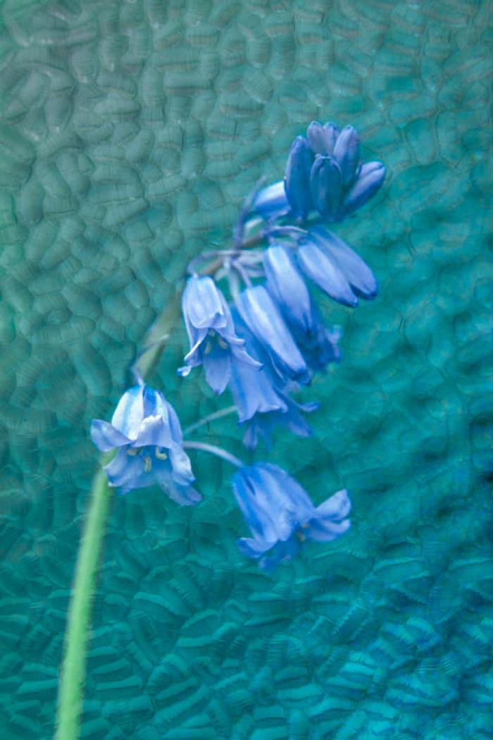 Bluebell on a textured glass background