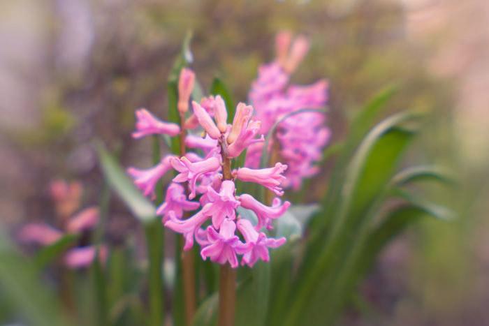 Pink Hyacinth in the warm spring sun