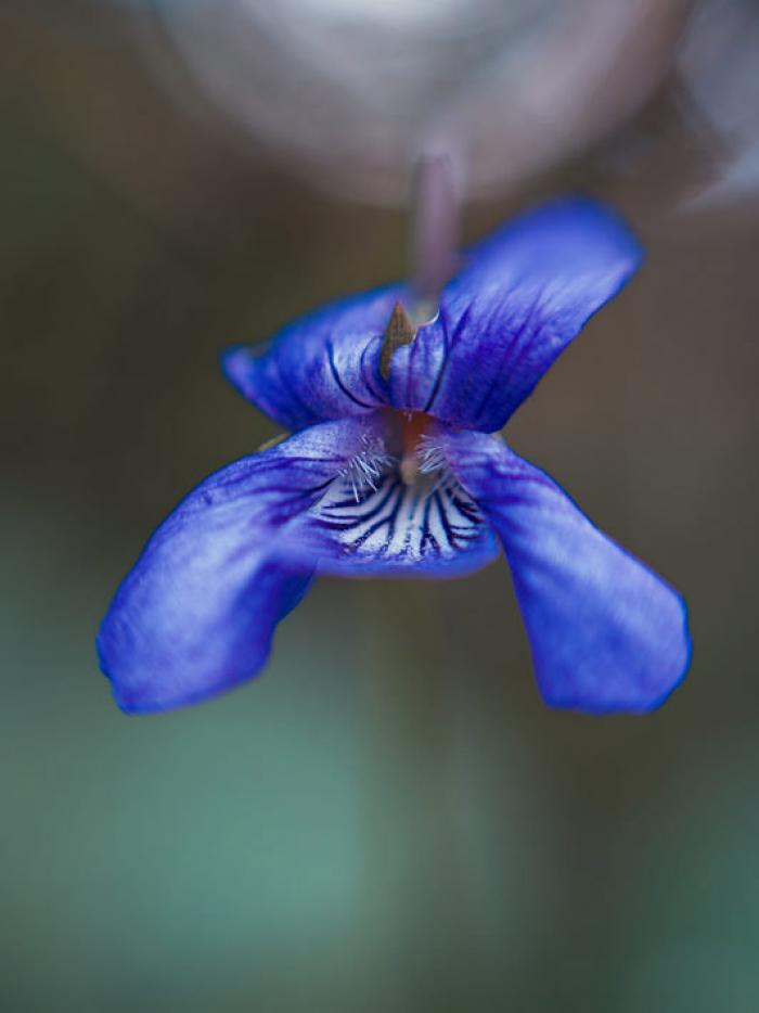 Common Blue Viola