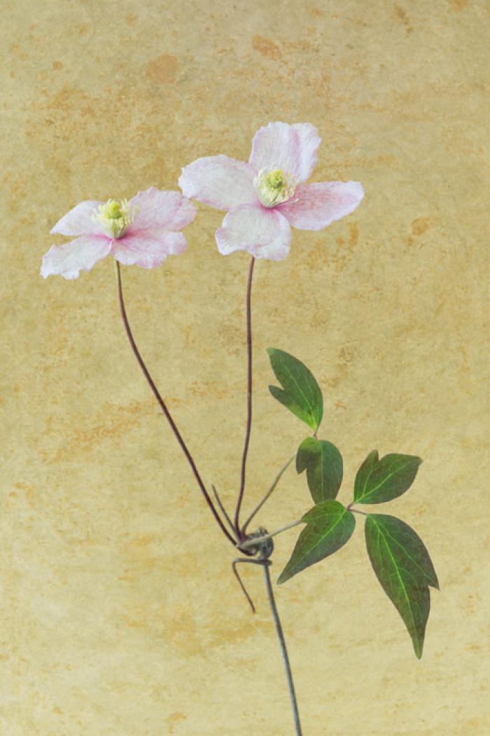 Pink Clematis cutting on a textured background