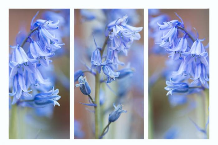 Bluebells Triptych